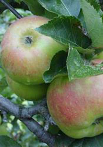 Æble 'Bramley'