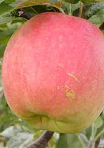 Æble 'James Grieve'