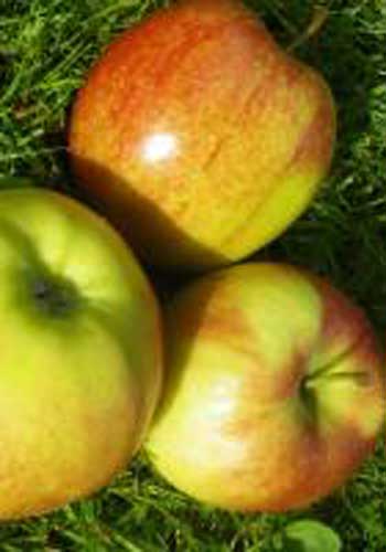 Æble 'Jonagold'