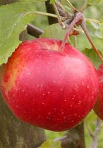 Æble 'Ritt Bjerregaard' (N)