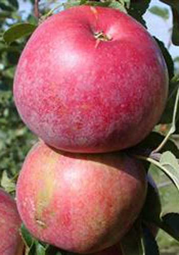Æble 'Rød Aroma' (Fagravoll)