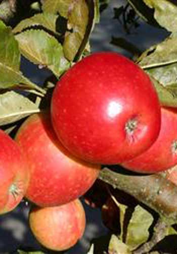 Æble 'Rød James Grieve' (Lired)
