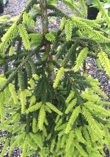 Picea orientalis 'Aureospicta' C 80-100 cm