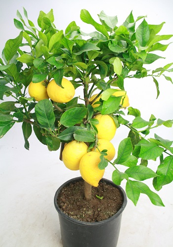 Citron - afhentningspris