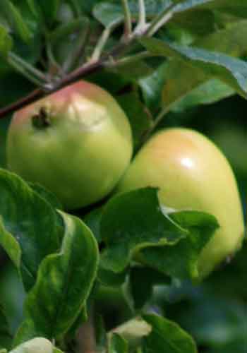 Æble 'Filippa'
