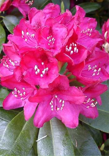 Rhododendron 'Nova Zembla' 