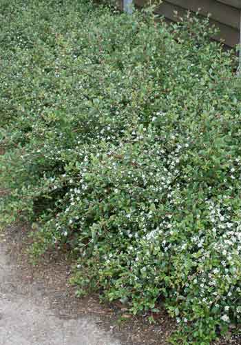 Cotoneaster 'Coral Beauty'