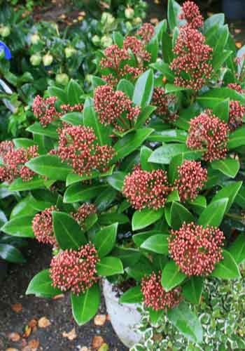 Skimmia 'Rubella'