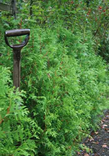 Thuja occ. 'Brabant'