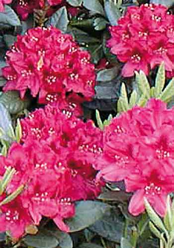 Rhododendron 'Nova Zembla' 