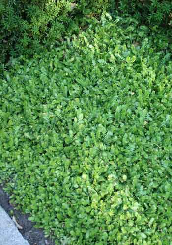 Cotula dioica' Reptans'