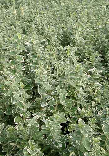 Euonymus 'Emerald Gaity'