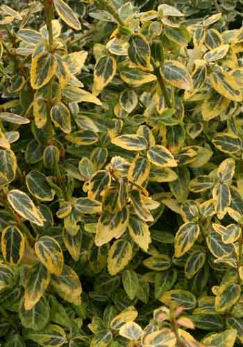 Euonymus 'Emerald Gold'