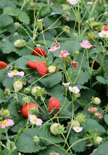 Fragaria 'Pink'