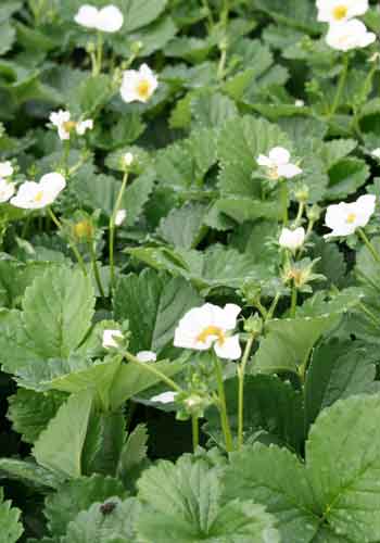 Fragaria 'White'