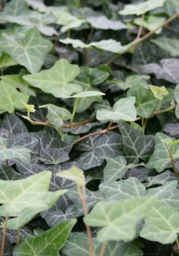 Hedera helix 'Hevil'