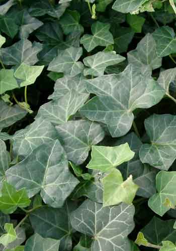 Hedera hibernica 'Hestor'