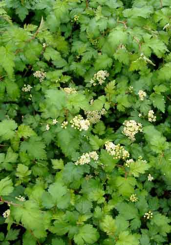 Stephanandra incisa 'Crispa'