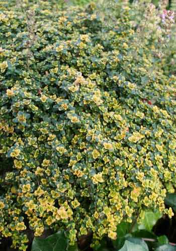 Thymus 'Doone Valley'