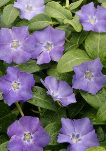 Vinca minor