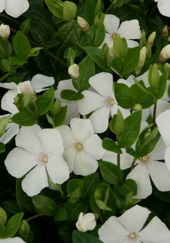 Vinca minor 'Alba'