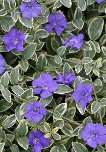 Vinca minor 'Albina'