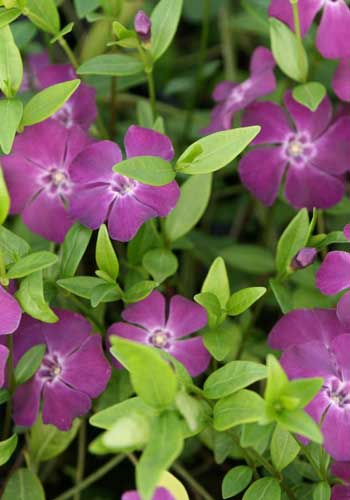 Vinca minor 'Rubin'