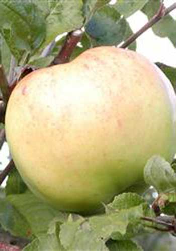 Æble 'Bøghs Citronæble'