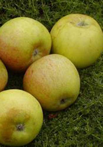 Æble 'Cox Orange' (Queen)