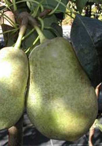 Pære 'Anna'