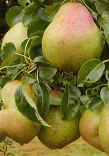 Pære 'Comice'