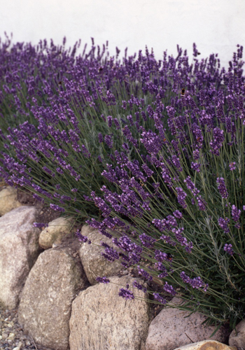 Lavandula angustifolia 'Hidcote Blue'