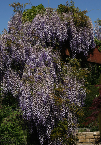 Wisteria sinensis 'Prolific'