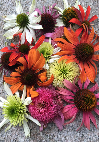 Echinacea i sorter
