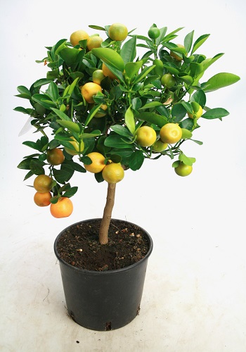 Calamondin - afhentningspris