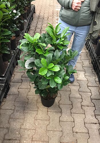 Prunus lau. 'Etna' 50-60 cm
