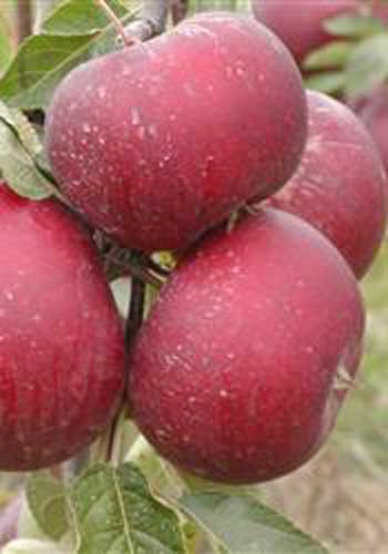 Æble 'Rød Ingrid Marie'