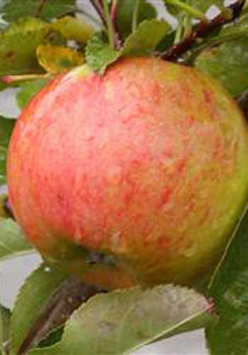 Æble. 'Topaz'(N)