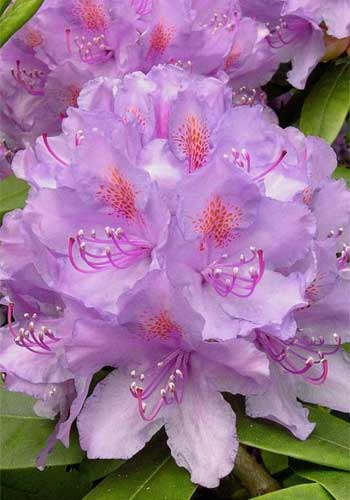 Rhododendron catw.  'Grandiflora' 