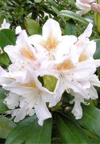 Rhododendron 'Cunninghams White' 