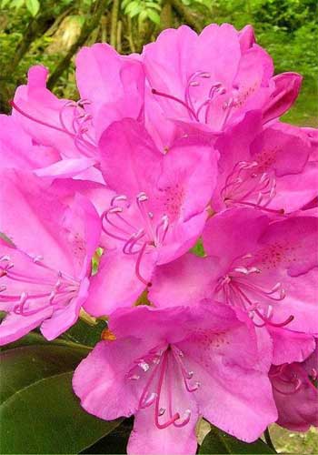 Rhododendron Roseum Elegans'